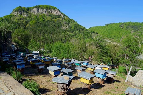 Beekeeping