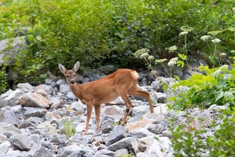 European roe deer (Capreolus capreolus) crossing scree field on mountain slope