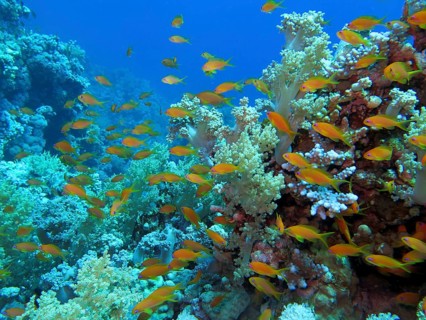Sea goldie (Pseudanthias squamipinnis)