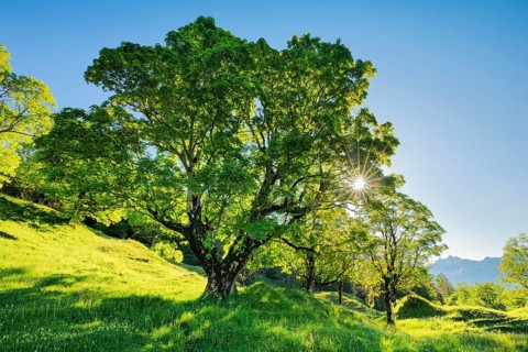 Sun shining through sycamore maple forming sun star