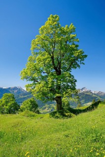 Freestanding sycamore in mountain spring