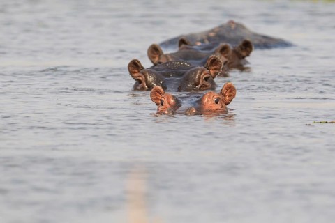 4 (Hippopotamus amphibius) Hippos
