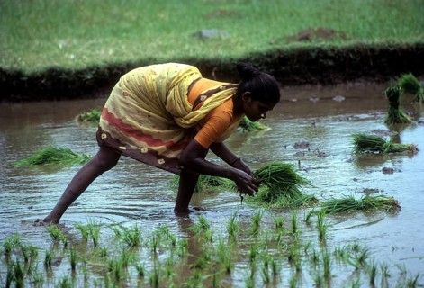 Rice paddy seedlings transplanting the field