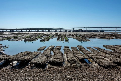 Oyster beds and Oleron bridge
