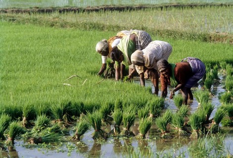 Pulling out and bundling the Rice
