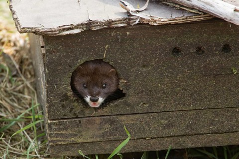 European mink (Mustela lutreola)