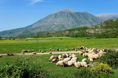 Sheep and landscape near Tepelena