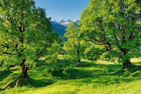 Sycamore maple grove in mountain spring with snow-capped Churfirsten peaks in the background