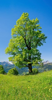 Freestanding sycamore in mountain spring