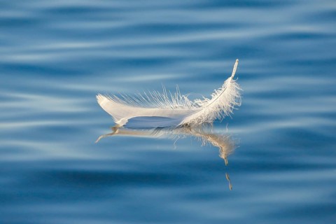 Close-up of a floating swan feather on blue water