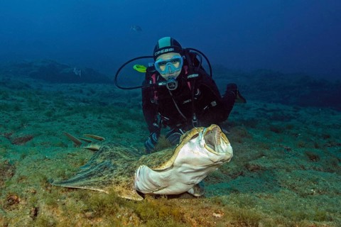 Diver looking at monkfish (Squatina squatina)