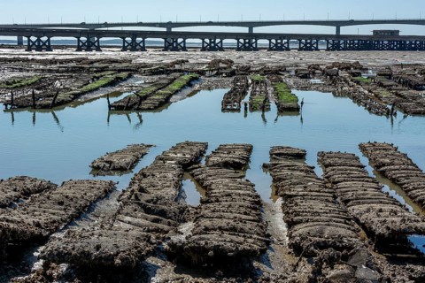 Oyster beds and Oleron bridge