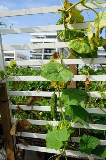Snake cucumber (Cucumis sativus)