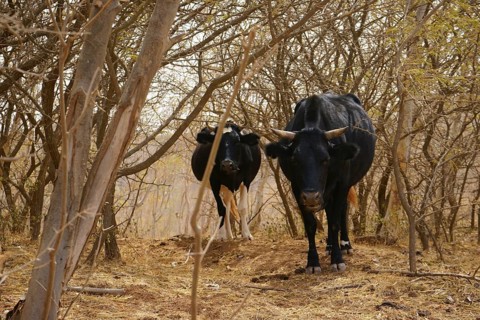 Cows