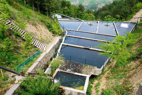 Fish farming