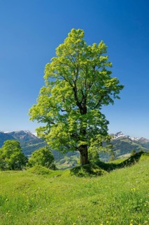 Freestanding sycamore in mountain spring