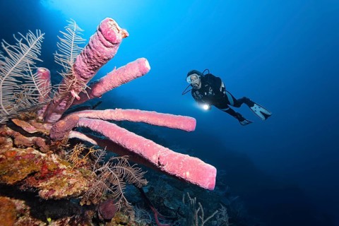 Diver on coral reef wall looking at Stove pipe Sponge (Aplysina archeri)