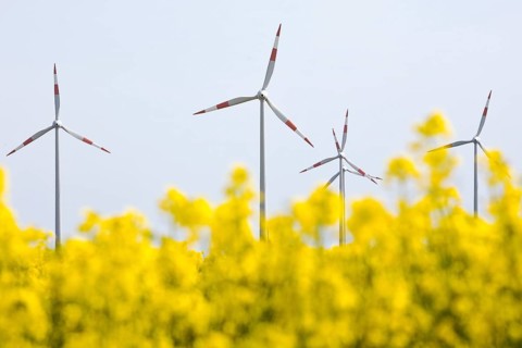 Rape field and wind turbines
