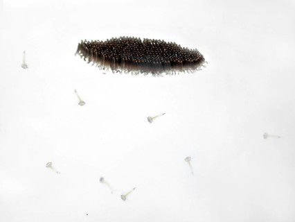 Northern house mosquito (Culex pipiens)