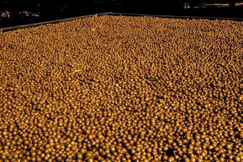 Dried nut fruits of the macadamia tree
