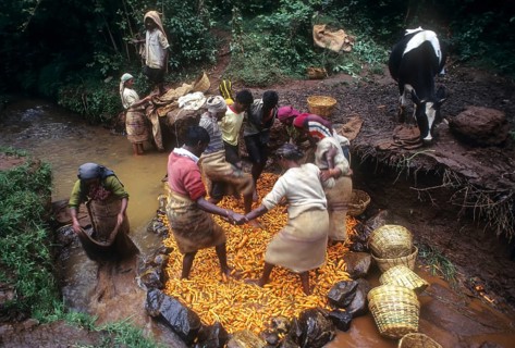 Cleaning of carrots in a stream at Ooty