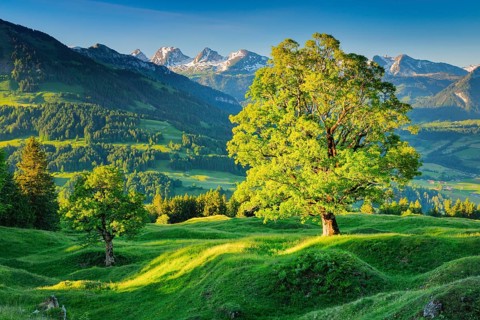 Sycamore maple in front of snow-capped Churfirsten peaks at sunrise in spring near Ennetbuehl in Toggenburg