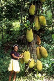 Jackfruit Tree (Artocarpus heterophyllus) at Mukkali near silent valley