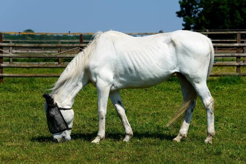 Horse with fly mask