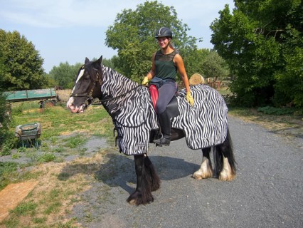 Rider on horseback