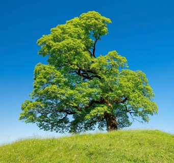 Two gnarled
