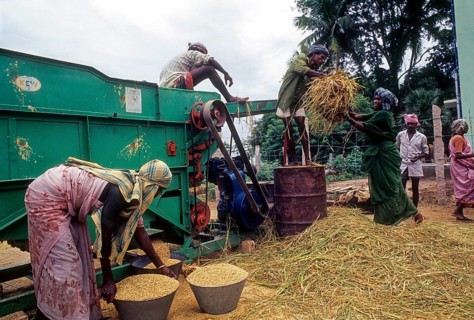 Threshing rice