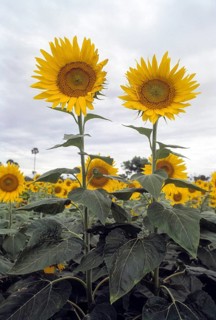 Yellow and golden oil seed flower