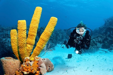 Diver looking at yellow green candle sponge (Aplysina fistularis)