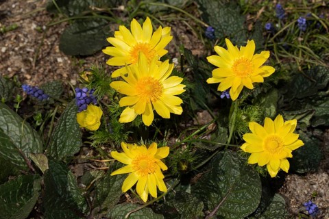 Pheasant's eye (Adonis vernalis)