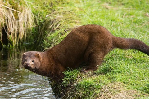 American mink (Neovison vison)