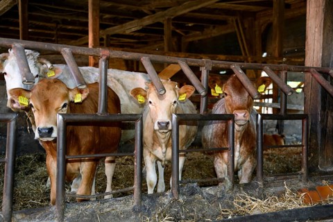 Domestic cattle
