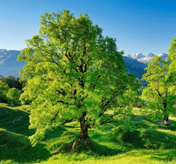 Sycamore maple grove in mountain spring with snow-capped Churfirsten peaks in the background
