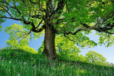 Sycamore maple grove in mountain spring near Ennetbuehl in Toggenburg