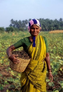 Old lady holding harvested green gram (Vigna radiata) a basket linn