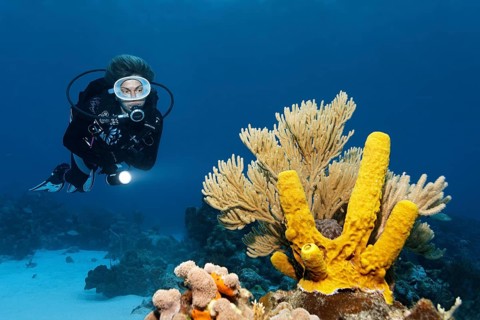 Diver looking at yellow green candle sponge (Aplysina fistularis) and Bent Sea Rod (Plexaura flexuosa) on coral reef