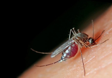 Northern house mosquito (Culex pipiens)