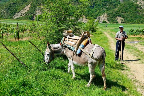 Mule with pack saddle
