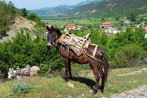 Mule with pack saddle