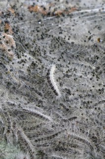 Oak Processionary Moth (Thaumetopoea processionea) caterpillars