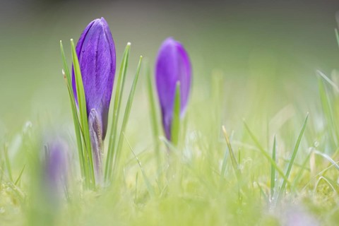 Woodland crocus (Crocus tommasinianus)