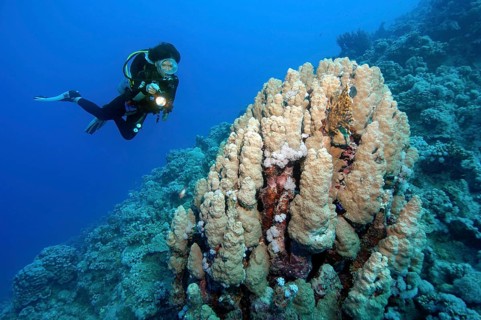 Diver looking at and illuminating Dome coral (Porites nodifera)