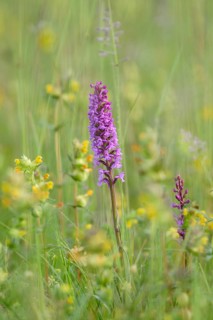 Fragrant orchid (Gymnadenia conopsea)