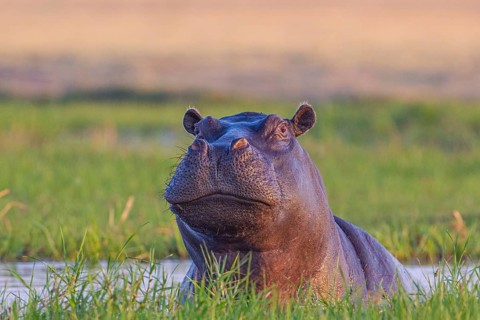 Hippo (Hippopotamus amphibius)
