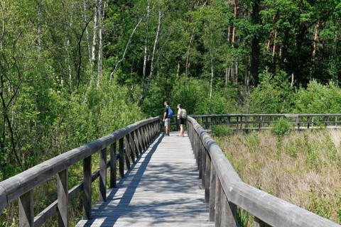 Wooden footbridge