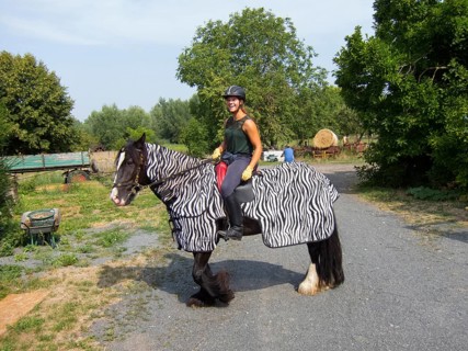 Rider on horseback